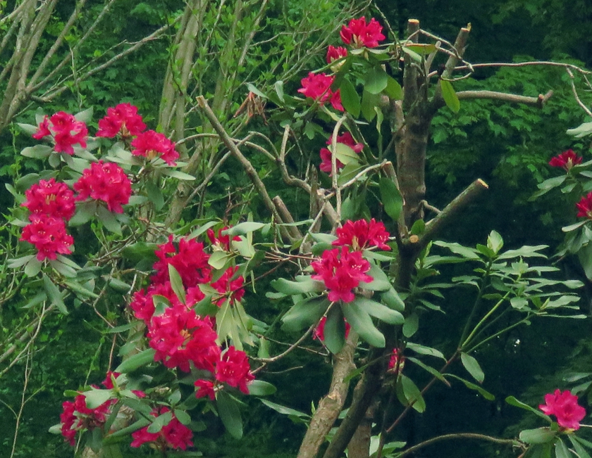 IMG_7659_crop_temp-26_840x651