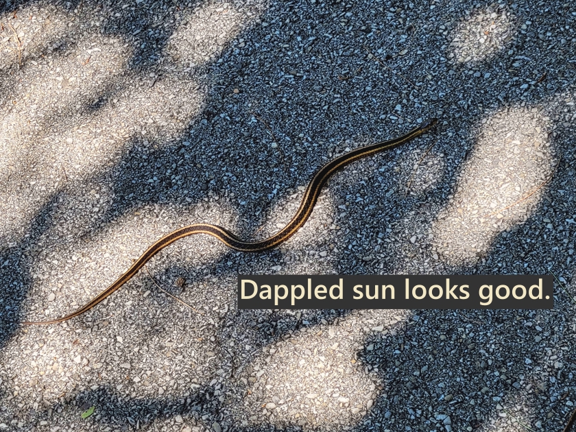 dappledDiag_shad+36_txt_840x630