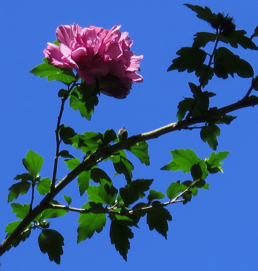 IMG_7829_flip_rot-15.5_crop.1_blem_840x882