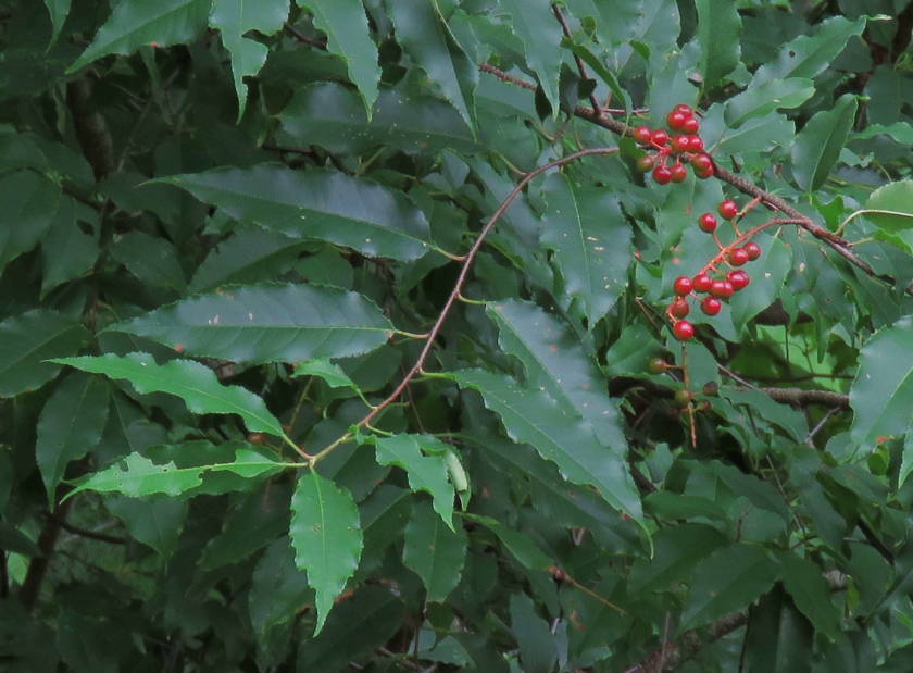 IMG_7869_crop.1_840x619