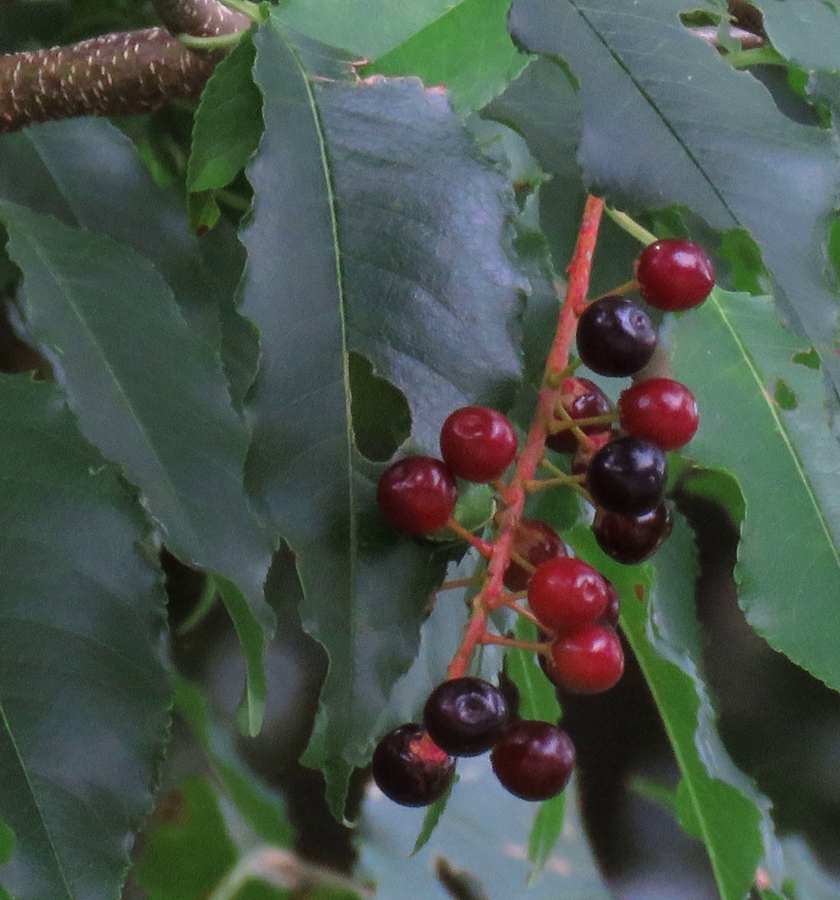 IMG_7891_rot+10.6_crop.2_blem_840x900