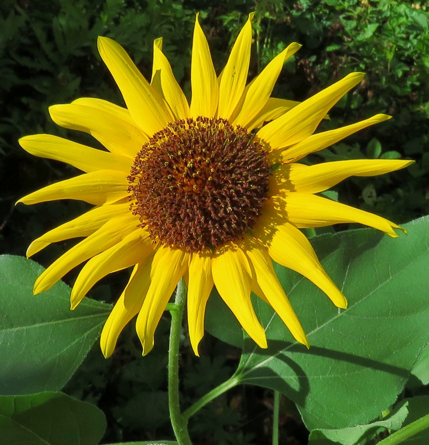 SunFrontal_crop.2_blem_840x872