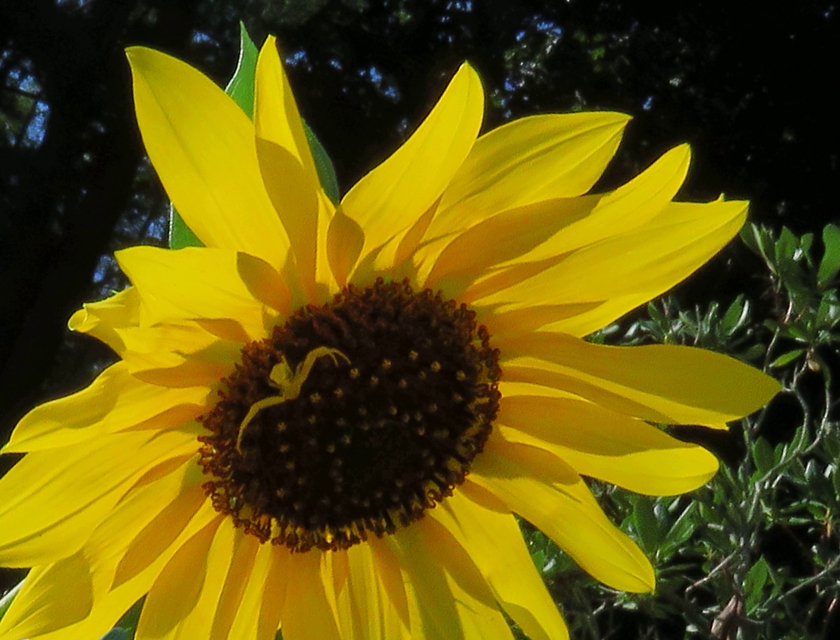 SunSpiderFar_Rot+20.8_crop.2_blem_840x640