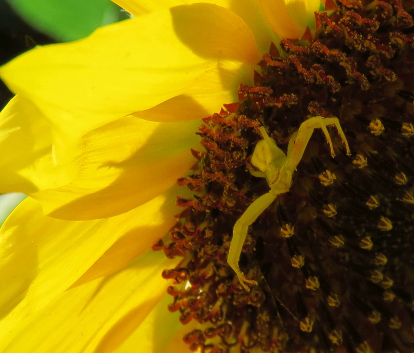 SunSpiderNear_crop.1_blem_840x717