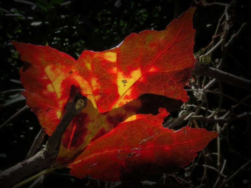 Dark Flame_rot-28.2_flip_pe+40_erase+7_840x630