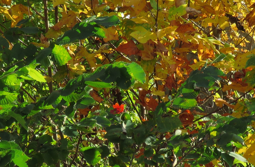 IMG_8013_crop.1_840x550