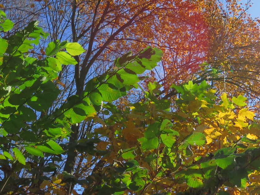 IMG_8037_crop.1_840x630