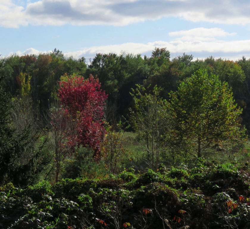 Red_crop.2_erase_blem_840x768