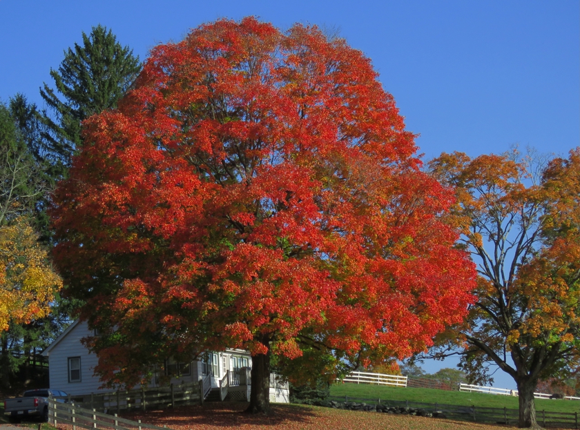 Sugar_crop.3_840x623