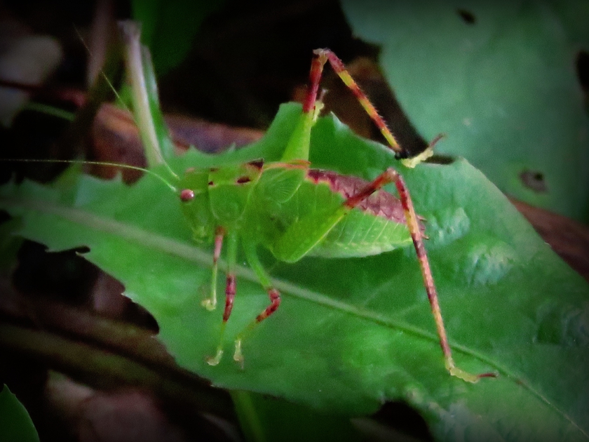 IMG_8028_dram+30_eclipse+22_840x630