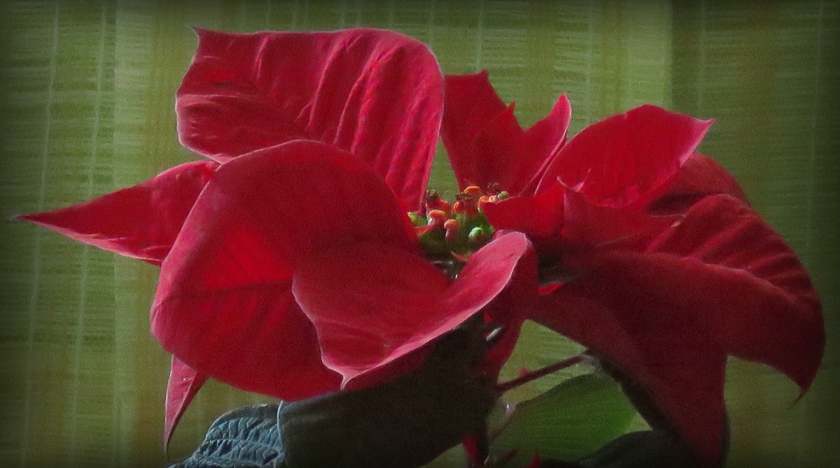 IMG_8255_crop.1_eclps+8_840x468