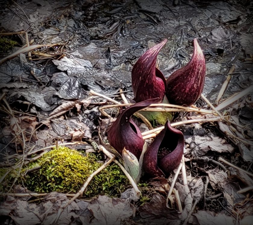 20240315_123240_rot-2.7_crop.3_eclp+25_840x748