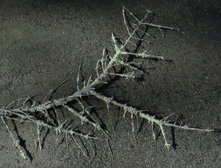 IMG_8333_flip_rot+1.3_crop.1_blem_840x638