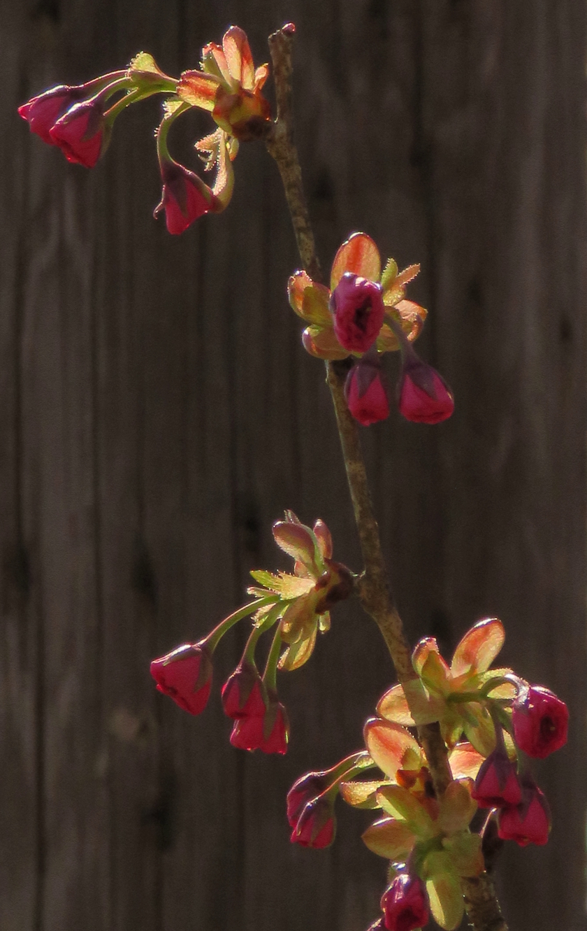 IMG_8372_rot+1.7_crop.1_840x1331