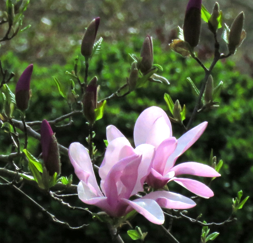 IMG_8423_exp+30_crop.1_840x807