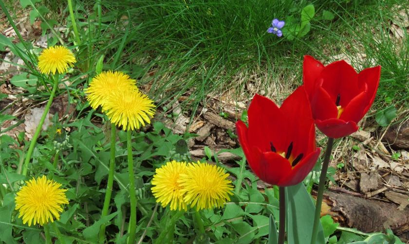 DandelionTulips_crop.1_840x502