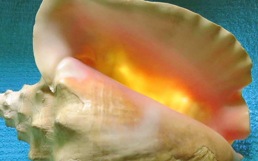 IMG_8684_rot+2.8_crop.2_blem_840x524