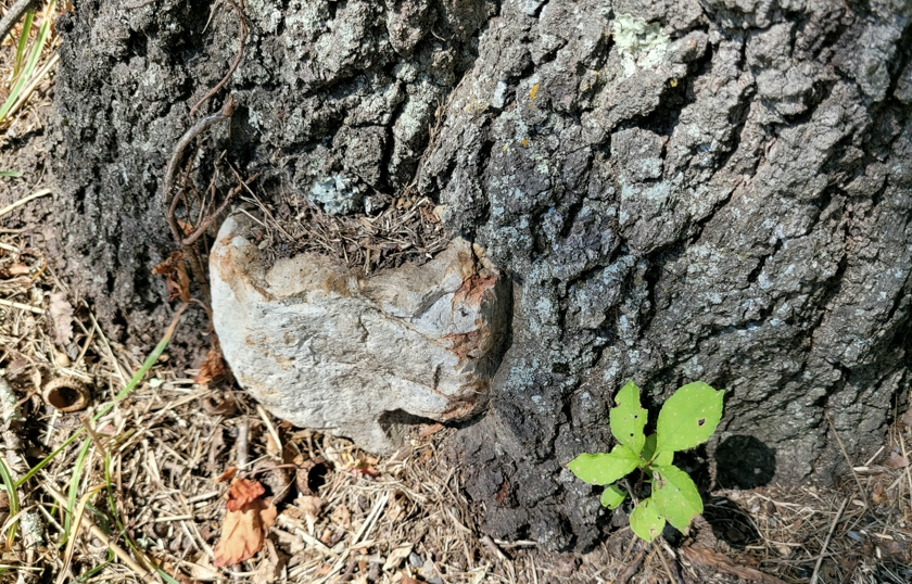 TreeRock_crop.2_sat-20_840x538